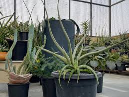 Image result for Sansevieria sinus-simiorum