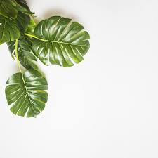 Find over 100+ of the best free monstera images. An Elevated View Of Green Monstera Leaves On White Backdrop Backdrops Backgrounds White Backdrop Monstera Leaf
