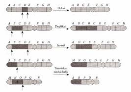 Maybe you would like to learn more about one of these? Https Biologigonz Blogspot Com 2012 01 Pertamyaan Seputar Mutasi Html