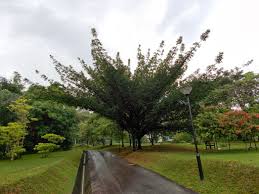 Image result for Pentadesma reyndersii