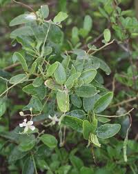 Image result for Cadaba