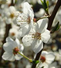 We did not find results for: Flowering Trees Canton Road Garden Center Akron Ohio