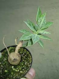 Image result for Monadenium rugosum