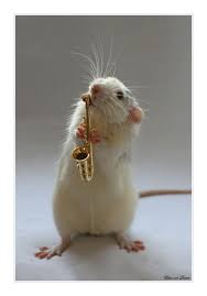 Mouse Foto Labadee Cute Rats Cute Hamsters Cute Animals