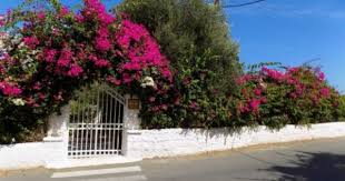 Bougainvillea In Chersonissos Part 2 130 Pieces Bougainvillea Greece Crete