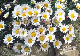 Image result for Pycreus elegantulus