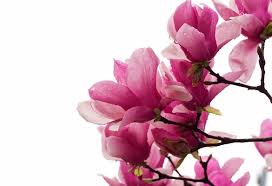 Maybe you would like to learn more about one of these? Flores Rosas Fondo Blanco 1280x875 Wallpaper Teahub Io