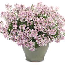 Image result for Nemesia fruticans