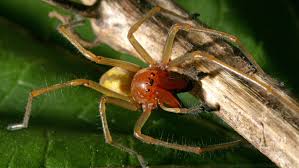Die giftigste spinne der welt lebt mitten im australischen sydney. Ammen Dornfingerspinne So Gefahrlich Ist Ihr Biss