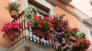 Entonces solo tienes que encontrarte con la incómoda elección de plantas colgantes. Que Plantar En Un Balcon Orientado Al Norte Jardinatis
