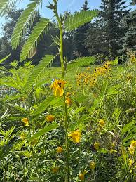 Image result for Chamaecrista plumosa