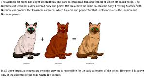 This is where we can share pics, stories, and there was a white cat once, more intelligent than other cats, and this cat was asked by a god to guard a ring of. The Siamese Cat Breed Has A Light Colored Body And Chegg Com