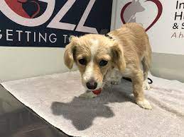 Urgent 1286380 Puppy Inland Valley Humane Society Ca Chihuahua Mix Age 1 Year Female Available On Dec 26 Humane Society Dog Adoption Chihuahua Dogs