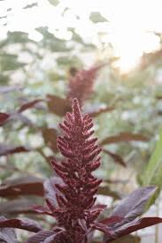Image result for Amaranthus