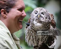18 Blind Owl Stock Photos, High-Res Pictures, and Images
