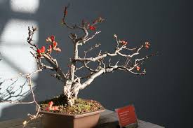 Bonsai training classes in melbourne for beginners, intermediate & advanced levels. Walking Among Giants Brooklyn S Botanic Garden Showcases The Bonsai Features Wnyc