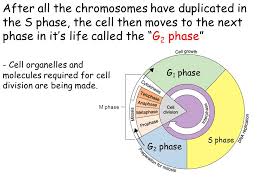Start studying cell cycle (g1, s, g2, m phase). The G1 And G2 Phases Of Cell Growth Are Separated By
