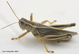 This means that nymphs look very much like adults, except. Melanoplus Bivittatus Two Striped Grasshopper