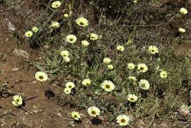 Image result for Tolpis