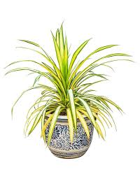 The flowers delivered by our local florists are the finest and freshest flowers and the bouquets are personally prepared and hand created meaning our same day flowers delivered and our next day flower delivery service is unrivalled in quality, our efficiency is something that our customers return to. 10 Plants That Help You Sleep Cat Friendly Plants Plants That Dont Need Sunlight Plants