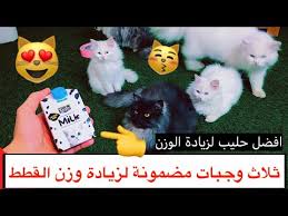 ثلاث وجبات مضمونة لزيادة وزن القطط الصغيره و الكبيره Mohamed Vlog Youtube