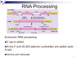 Bioflix Activity Protein Synthesis Rna Processing Protein Synthesis The Stuff Of Life Ppt Download