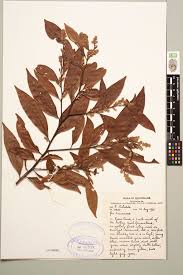 Image result for Lauraceae