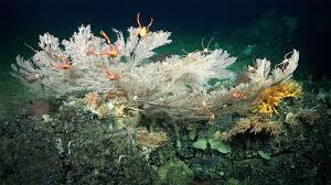 Discover the Mesmerizing Deep-Sea Coral Reefs beneath the Galápagos Islands