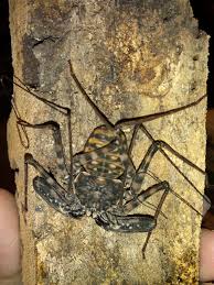 Enough vertical space for climbing and moulting, and enough space for heat to dissipate in order to keep the enclosure between 70 °f and 75 °f. Whip Scorpion Captive Care
