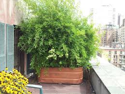 However, care and maintenance is much more involved. Growing Bamboo In Pots Can Bamboo Be Grown In Containers Dummer Garden Manage Gfinger Is The Best Garden Manage App