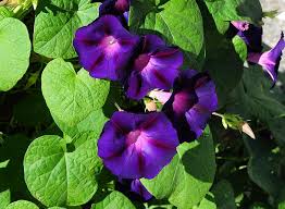 Image result for Ipomoea venosa