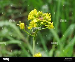 Image result for Rorippa madagascariensis