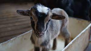 Maybe you would like to learn more about one of these? Don T Get My Goat The Island Farmers Fighting Livestock Theft Bbc News