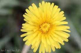 タンポポ たんぽぽ の花の写真 花言葉 名前の由来 みみみんブログ