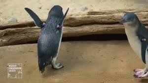 The Bronx Zoo Now Has Tiny Blue Penguins Penguins Bronx Zoo Zoo