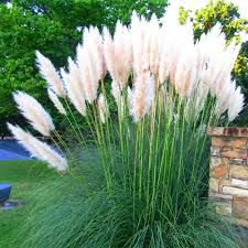 White Alba Cortaderia Selloana Pampas Grass Pumila Tall Feathery Decorative Cortaderia Selloana Cortaderia Purple Pampas Grass