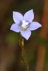 Image result for Wahlenbergia napiformis