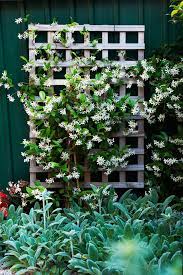There are plenty of climbing plants and flowering vines for growing on a trellis system. Climbing Plants 7 Fast Growing Climbers Vines And Creepers Diy Garden Trellis Climbing Plants Trellis Trellis Plants