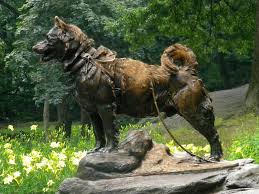 Balto Hero Of The Nome Serum Run Dog Sledding Dog Hero Siberian Husky