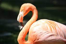 Pink Flamingo Closeup Photography Photo Free Flamingo Image On Unsplash In 2021 Flamingo Bird Pictures Close Up Photography