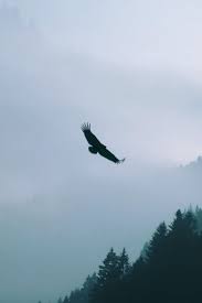 Birds Of Prey Free Movie Link Eagle Flying Over Woodland Mountain Eagle Wallpaper Mountain Wallpaper Eagle