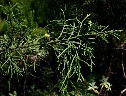 Image result for Widdringtonia nodiflora