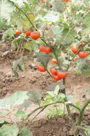 Image result for Solanum aethiopicum