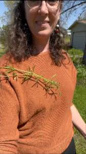 A quick and easy way to process cleavers: juicing!, Cleavers has a short  season out here in Northern California, and in my experience it doesn't dry  and store well, so it is best to enjoy the healing ...