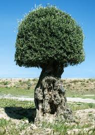 Prune and shape the olive trees. Making An Olive Tree Topiary Guide To Training And Pruning An Olive Topiary
