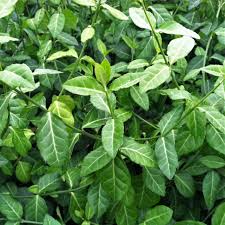 Image result for Euonymus fortunei