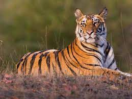 Shop college basketball gear here! Tiger Species Wwf