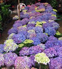 We would like to show you a description here but the site won't allow us. Farmers Garden Cubao Quezon City Philippine Observers
