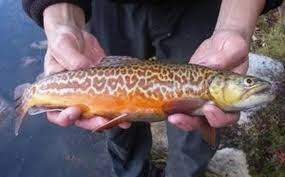 Boise Meridian Nampa Caldwell News By Idaho Statesman Fish Fly Fishing Flies Trout Trout