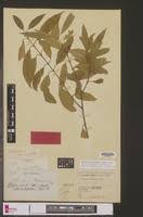 Image result for Hunteria zeylanica